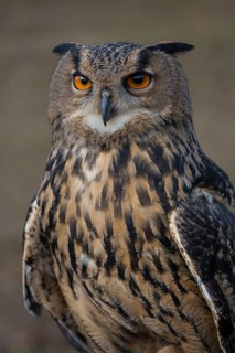 Portrait of an Eurasian Eagle Owl, Bubo bubo