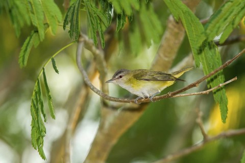 Yellow-green Vireo Vireo flavoviridis El Tuito, Jalisco, Mexico 10 June Adult Vireonidae