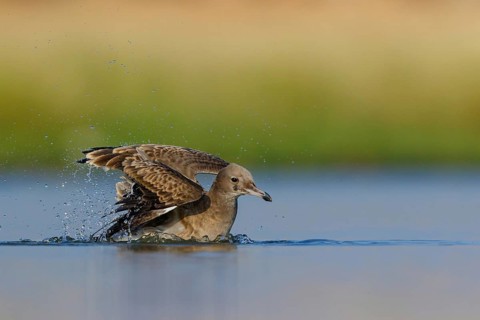Hemprich's Gull, (Ichthyaetus hemprichii), (Larus hemprichii), Fish Eagle Gull Salalah, Raysut,