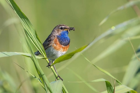 Bluethroat (Luscinia svecica cyanecula) male perched in reedbed with insect prey in beak,