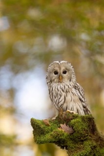 Ural Owl (Strix uralensis) captive, Baden-Wuerttemberg, Germany