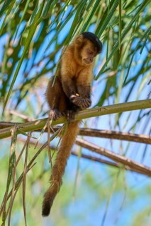 Monkey sitting high up on a thin branch, surrounded by blue sky and leaves, Capuchin monkey