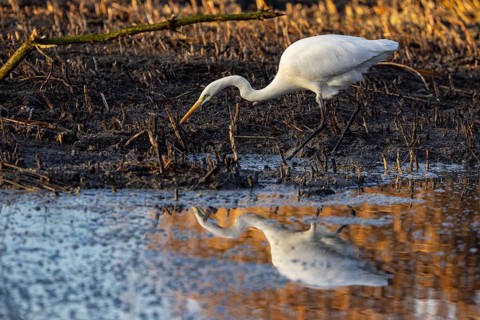 Great White Egret (Egretta alba) Germany