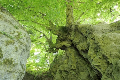 Gnarled lime tree as a natural monument, rock formation, limestones, view from below, rustic tree