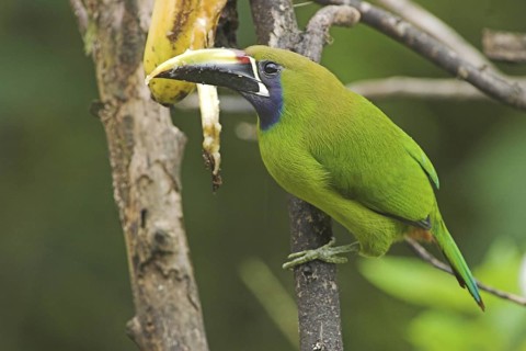 Blue-throated Toucanet (Aulacorhynchus caeruleogularis), Costa Rica