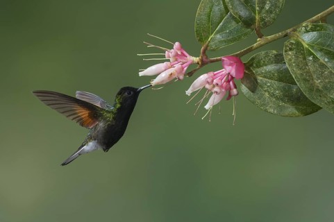 Black-bellied Hummingbird (Eupherusa nigriventris), Costa Rica