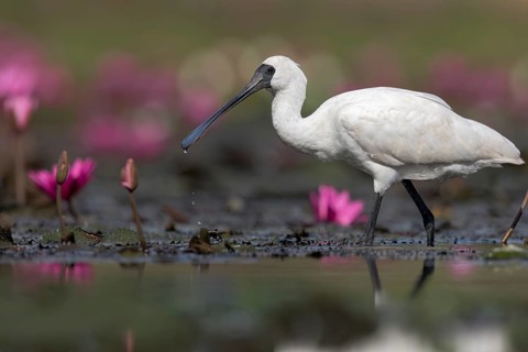 Royal Spoonbill (Platalea regia) in a wetland area in Papua New Guinea