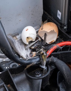 Engine compartment, engine of a passenger car with remains of prey of a stone marten (Martes