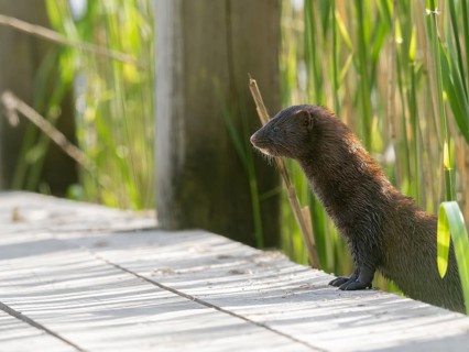 A curious mink