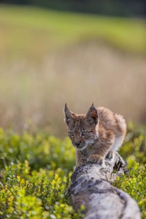 One young (10 weeks old) male Eurasian lynx, (Lynx lynx), walking over a rotten tree. Backlit