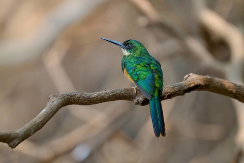 A small green bird sitting on a branch in a natural environment, Rufous-tailed jacamar (Galbula