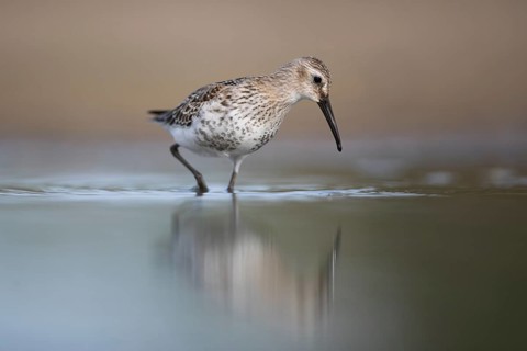 Dunlin (Calidris alpina) foraging, Mecklenburg-Western Pomerania, Germany