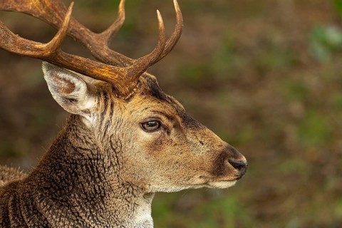 Fallow deer (dama dama), male, deer, Zandvoort, North Holland, Netherlands