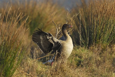 Pink-footed Goose (Anser brachyrhynchus), Schleswig-Holstein, Germany