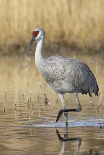 Sandhill Crane (Antigone canadensis), New Mexico, USA