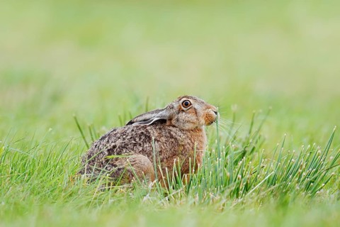 European hare (Lepus europaeus) sitting in a meadow, North Rhine-Westphalia, Germany