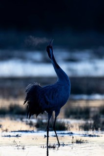 Common crane (Grus grus), Hornborga, Sweden