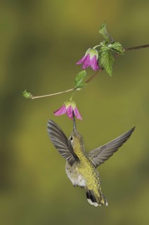 Anna's Hummingbird (Calypte anna), British Columbia, Canada