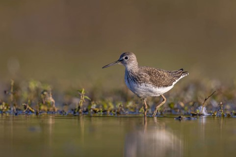 Green Sandpiper (Tringa ochropus) foraging, North Rhine-Westphalia, Germany