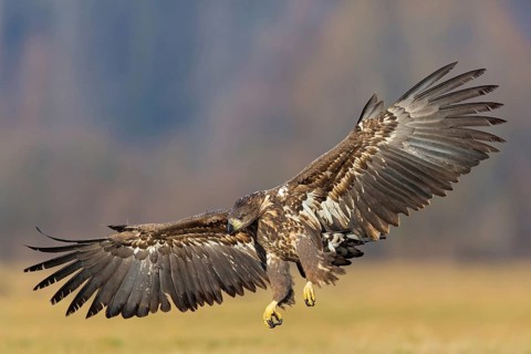 White-tailed eagle, hawk family, animals, birds, birds of prey, (Haliaeetus albicilla), biotope,