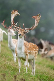 European fallow deer (Dama dama) stags on a meadow, tirol, Kitzbühel, Wildpark Aurach, Austria
