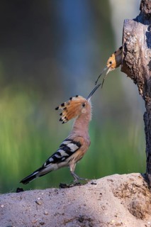Eurasian Hoopoe (Upupa epops) feeding chick in breeding cavity, Saxony-Anhalt, Germany