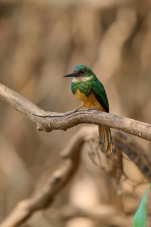 A small bird sitting on a branch in its natural habitat, Rufous-tailed jacamar (Galbula ruficauda),