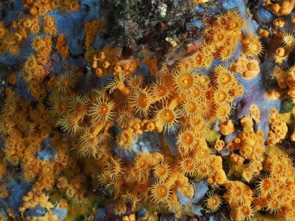 Bright orange Yellow cluster anemones (Parazoanthus axinellae) cover the seabed in a dynamic