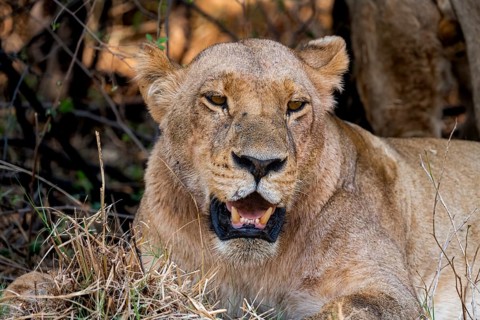 Lioness (Panthera leo), lying in the shade, animal portrait, Moremi Game Reserve, Botswana