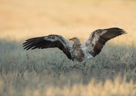 Egyptian Vulture (Neophron percnopterus) in field, Castile-La Mancha, Spain