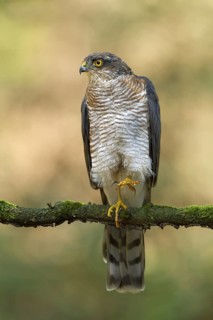 Eurasian Sparrowhawk (Accipiter nisus), Utrecht, Netherlands