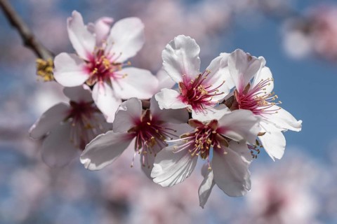 Almond blossom (Prunus dulcis), Rhineland-Palatinate, Germany