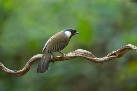 Black-throated Laughingthrush (Garrulax chinensis), Yunnan, China