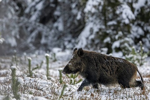 The posture of the wild boar (Sus scrofa) signals maximum attention, winter, snow, cold,
