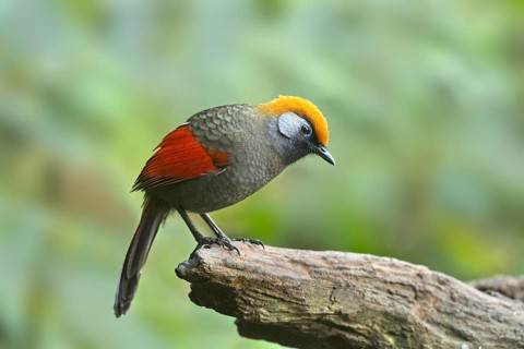 Red-tailed Laughingthrush (Trochalopteron milnei), Yunnan, China