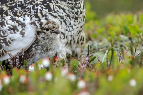 White-tailed Ptarmigan (Lagopus leucurus) in the alpine habitat of British Columbia, Canada