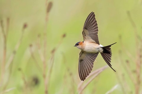 Rufous Swallow, (Cecropis rufula), Animals, Bird, Birds, Swallow, Swallow family, Lesbos, Greece