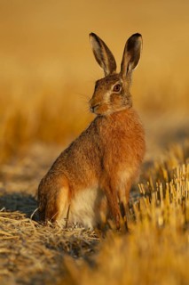 European brown hare (Lepus europaeus) adult animal in a farmland stubble field in the summer,