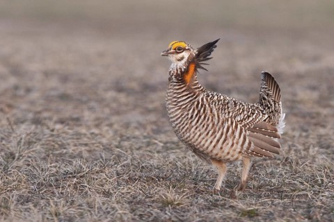 Greater Prairie Chicken (Tympanuchus cupido) male mating, Wisconsin, USA