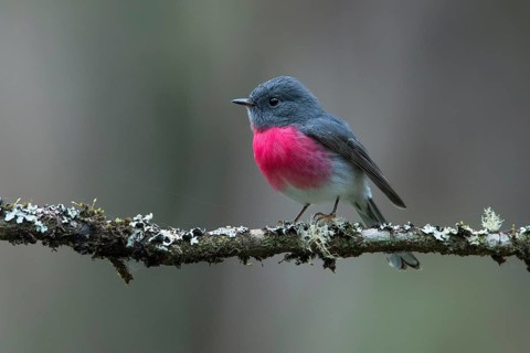 Rose Robin (Petroica rosea) male perched on a branch, Victoria, Australia