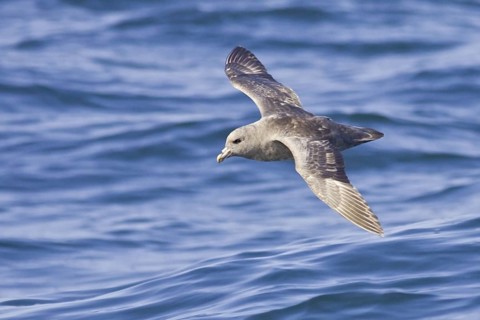 Northern Fulmar (Fulmarus glacialis), Washington, USA