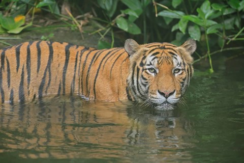 Malaysia tiger (Panthera tigris jacksoni), adult, in water, alert, Malaysia, Southeast Asia
