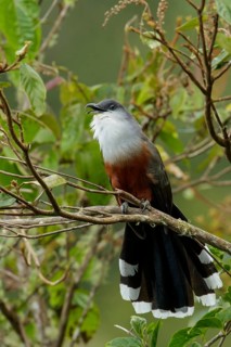 Chestnut-bellied Cuckoo (Coccyzus pluvialis) perched on a branch in Jamaica in the Caribbean