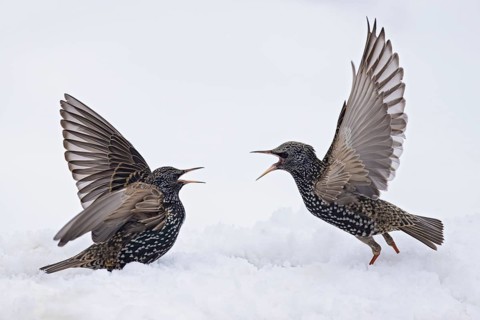 Starling (Sturnus vulgaris), close-up, two adult birds attacking each other in an aggressive