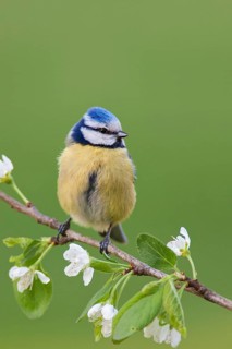 Eurasian Blue Tit (Cyanistes caeruleus), Berlin, Germany