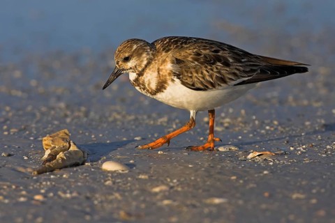Turnstone, (Arenaria interpres), Animals, Birds, Snipe family, Ft. De Soto Park, Heligoland,
