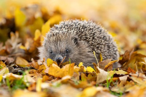 European hedgehog (Erinaceus europaeus) adult mammal walking on fallen autumn colour leaves in a