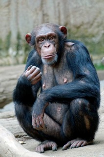 Animal portrait, Western chimpanzee (Pan troglodytes verus), captive, adult, distribution central
