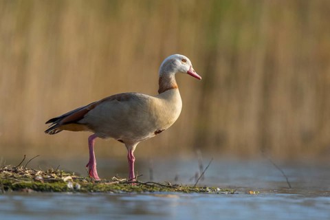 Egyptian Goose (Alopochen aegyptiaca), North Rhine-Westphalia, Germany