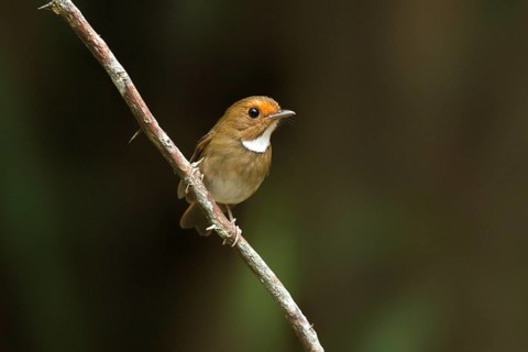 Rufous-browed Flycatcher (Anthipes solitaris), Pahang, Malaysia